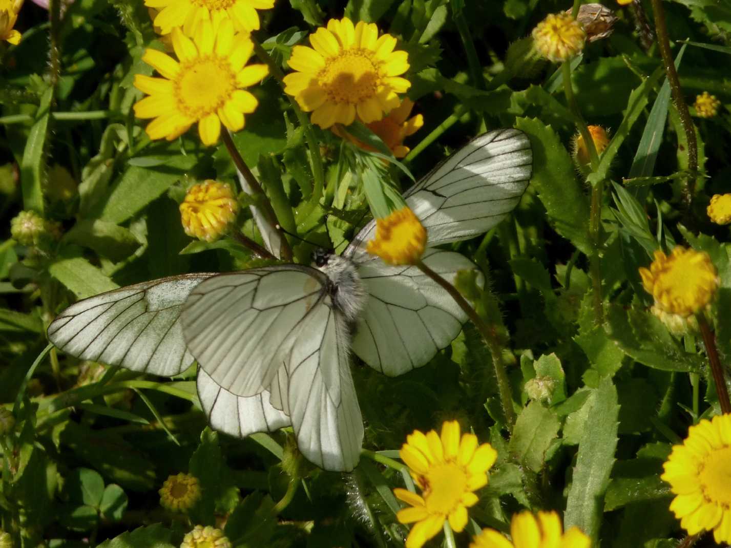 Corteggiamento di Aporia crataegi